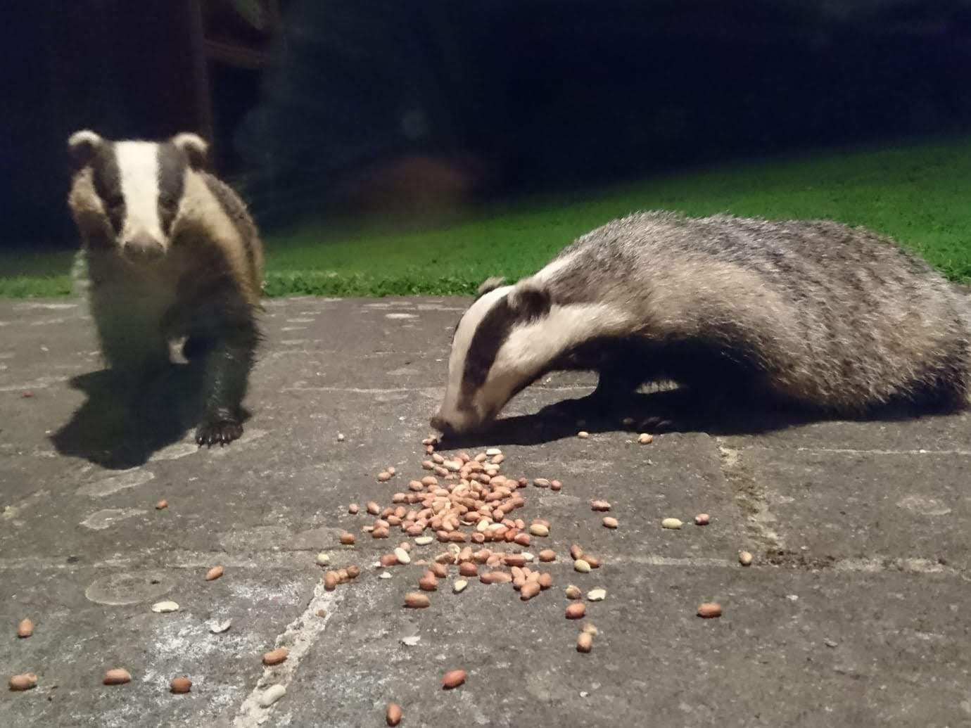 Badgers feeding viewed from cottage patio