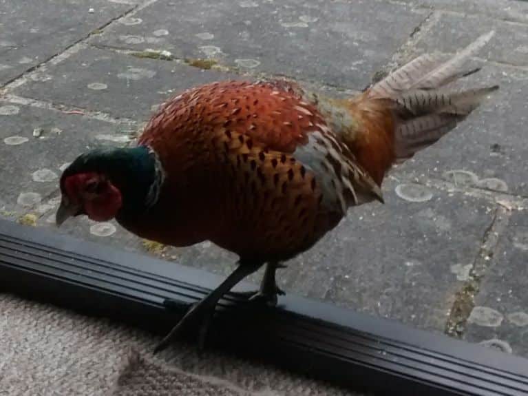 Cheeky pheasant