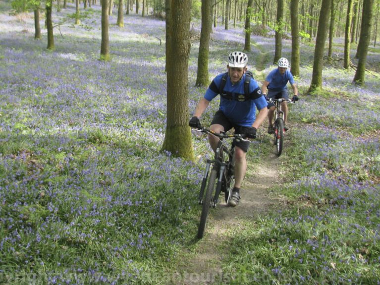 Cycling in bluebell woods in the Forest of Dean