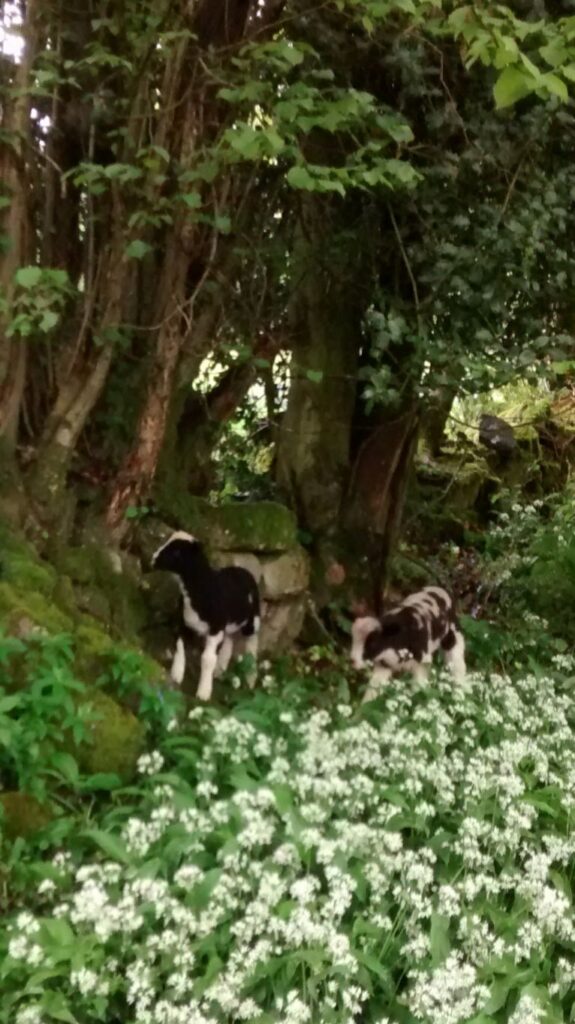 Jacob lambs in wild garlic springtime